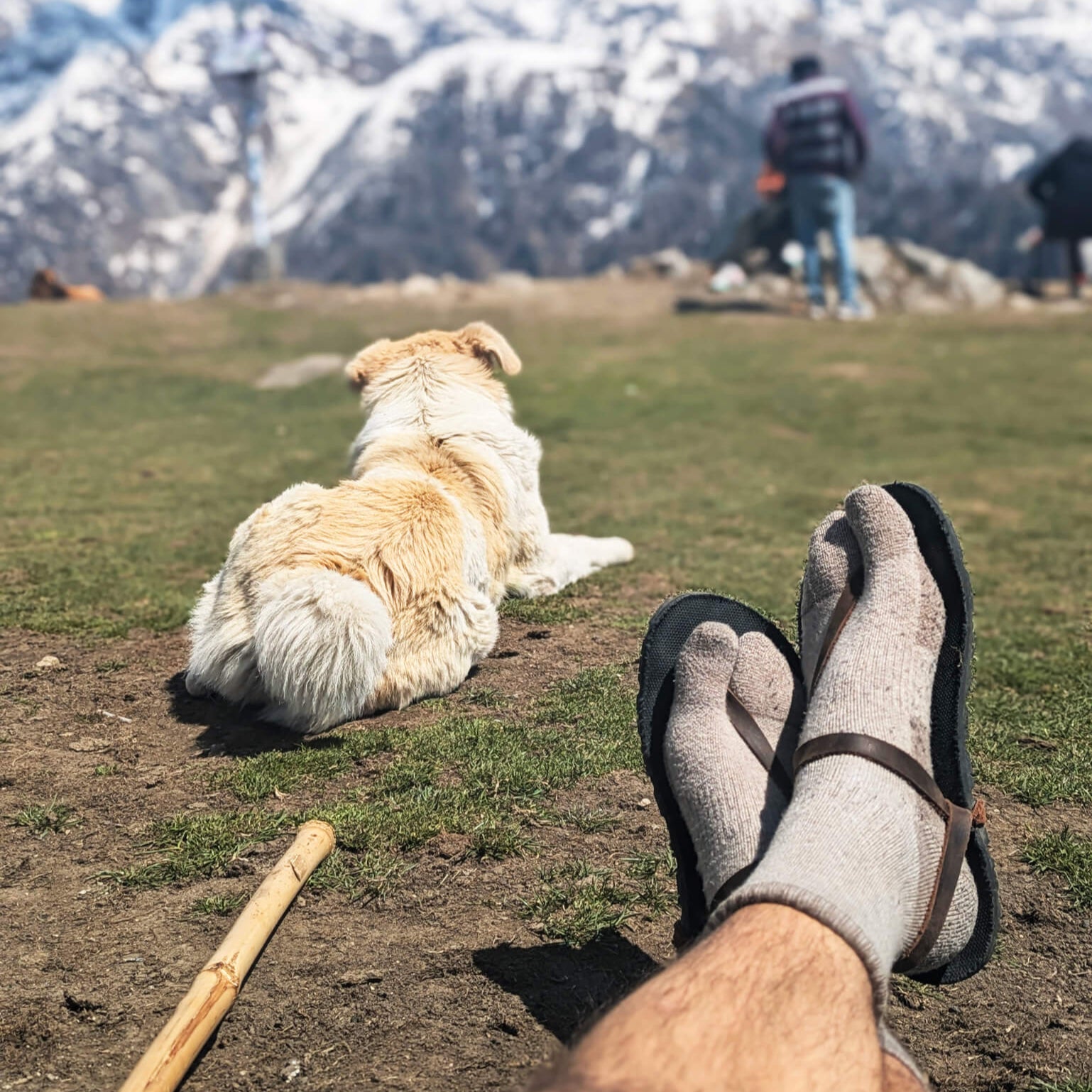 גרבי טאבי - צמר מרינו